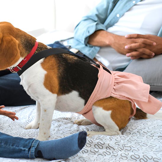 culotte pour chien chienne beagle