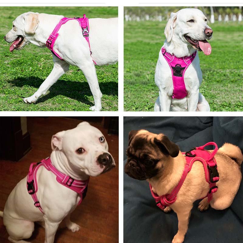 harnais anti traction - Pro - canin.com