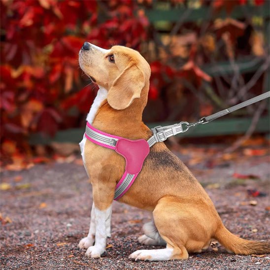 harnais chien petit et moyenne taille - Pro - canin.com