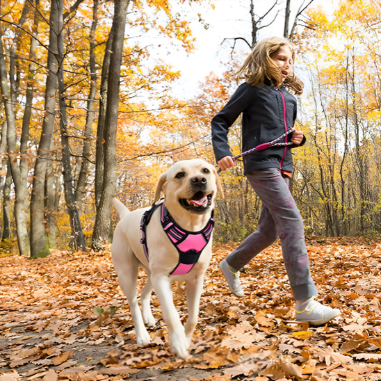labrador course a pieds