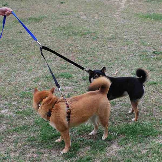 laisse chien | coupleur en V - Pro - canin.com