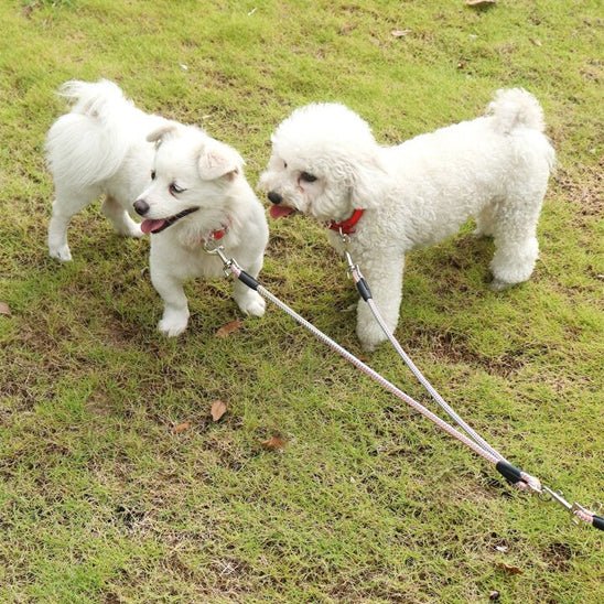 laisse chien |double - Pro - canin.com