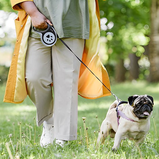 laisse chien| rétractable - Pro - canin.com