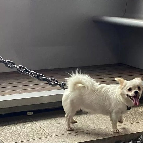 laisse de chien fausse chaine chien croisé