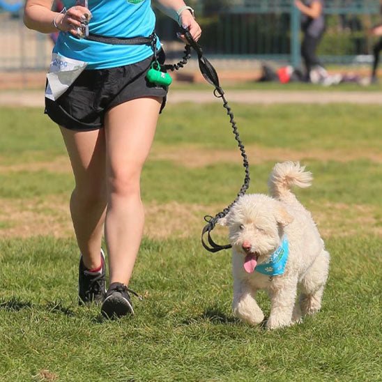 laisse de chien | main libre - Pro - canin.com