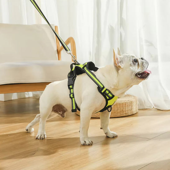 pug en laisse jaune