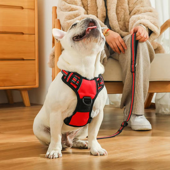 pug harnais rouge