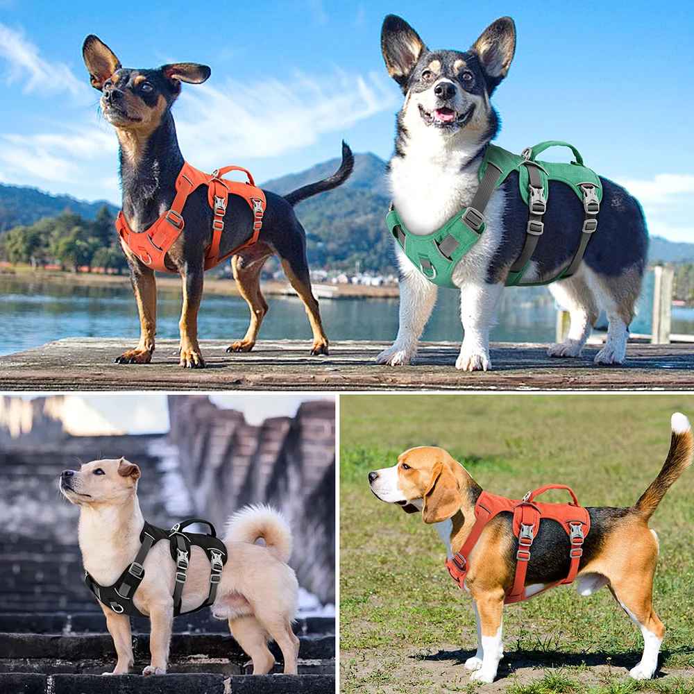 4 chiens avec harnais