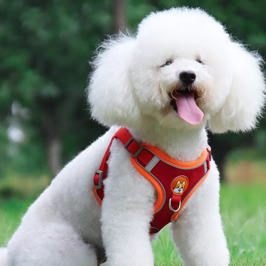 harnais anti traction chien |sangle de poitrine