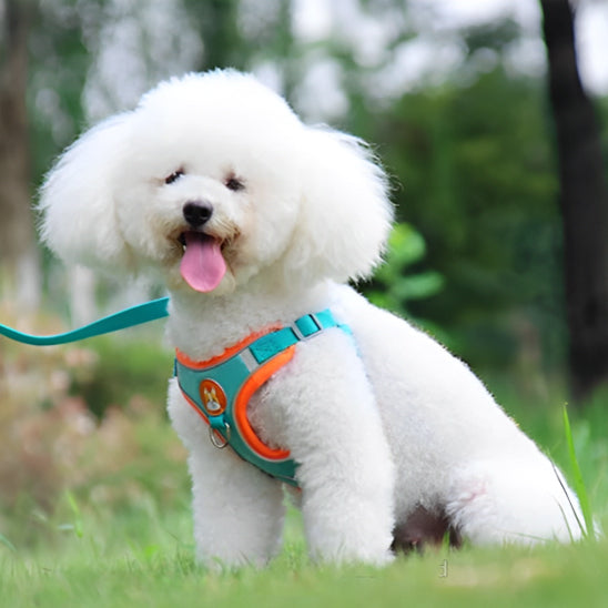 harnais anti traction chien |sangle de poitrine