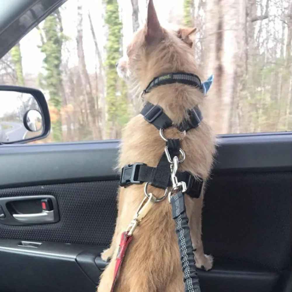chien moyen regardant hors de l'auto noir