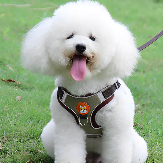 harnais anti traction chien |sangle de poitrine
