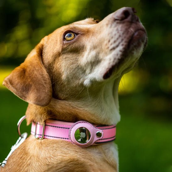 collier apple airtag - Pro - canin.com