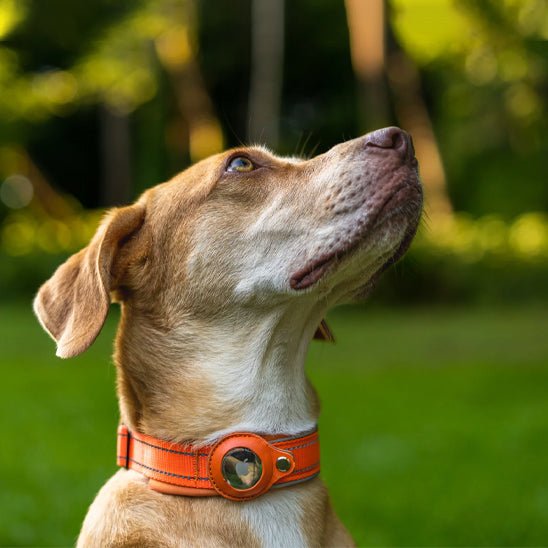 collier apple airtag - Pro - canin.com