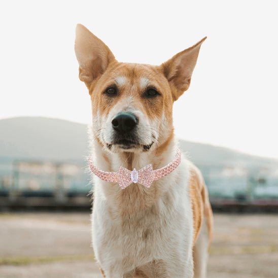 COLLIER AVEC BOUCLE PAPILLON - Pro - canin.com