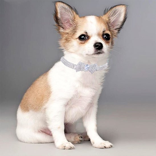 COLLIER AVEC BOUCLE PAPILLON - Pro - canin.com