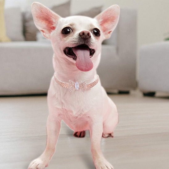 COLLIER AVEC BOUCLE PAPILLON - Pro - canin.com