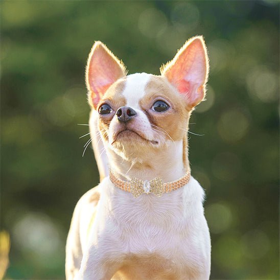 COLLIER AVEC BOUCLE PAPILLON - Pro - canin.com