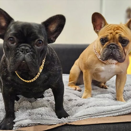 collier chien cubain bijoux 2