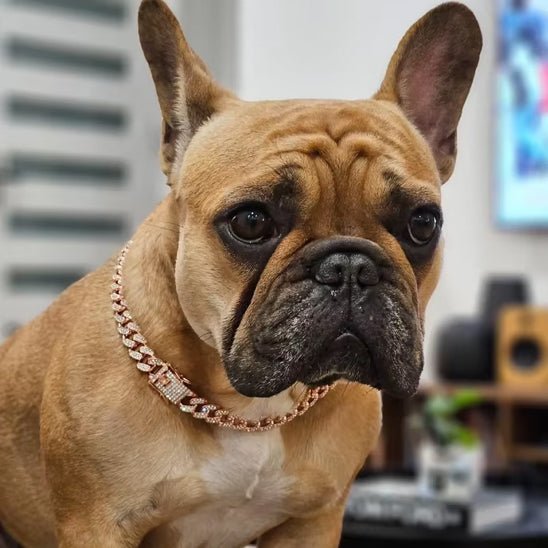 collier chien cubain bijoux bulldog