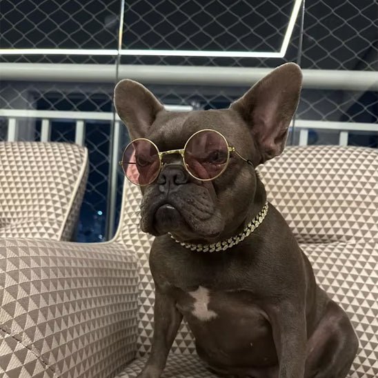collier chien cubain bijoux pug