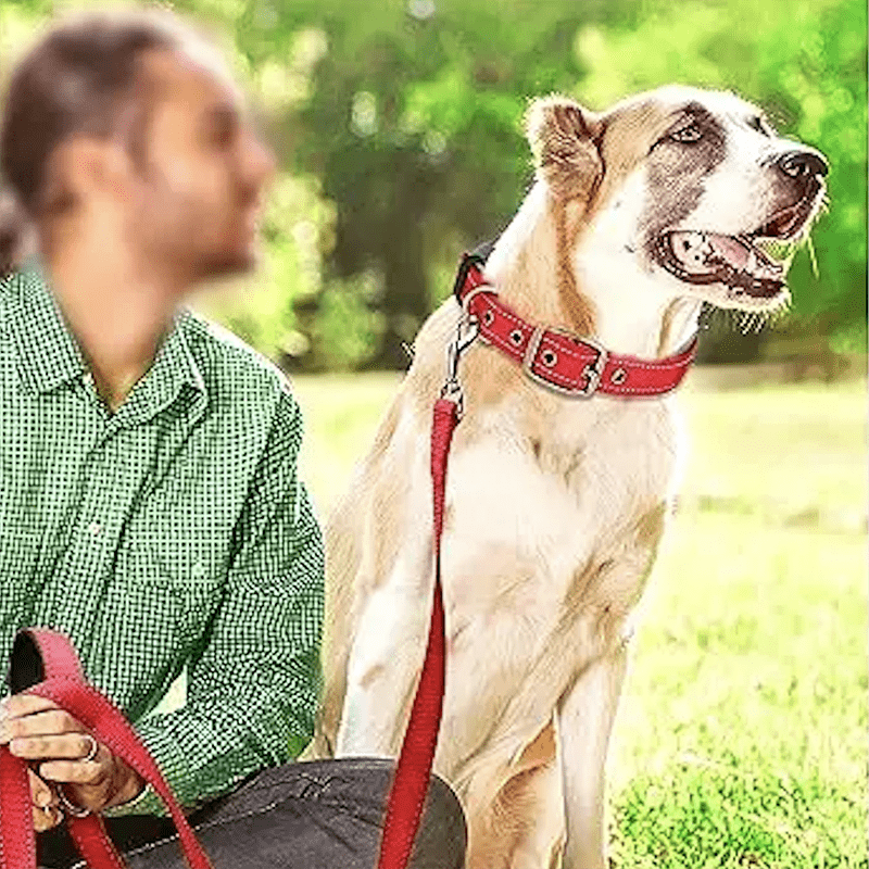 collier chien nylon rembourré néoprène parc