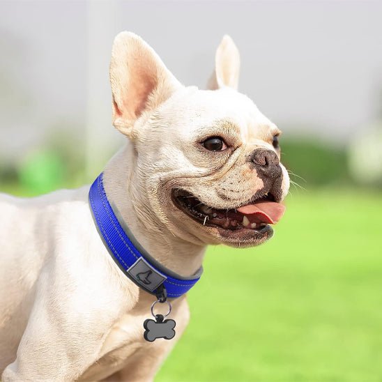 collier chien nylon rembourré néoprène pug