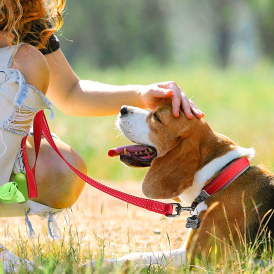 collier chien nylon rembourré néoprène 