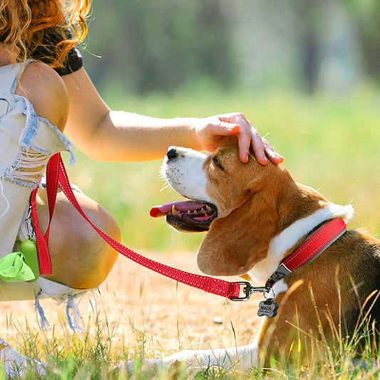 collier chien nylon rembourré néoprène 