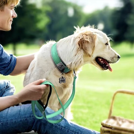 collier chien nylon rembourré néoprène laisse