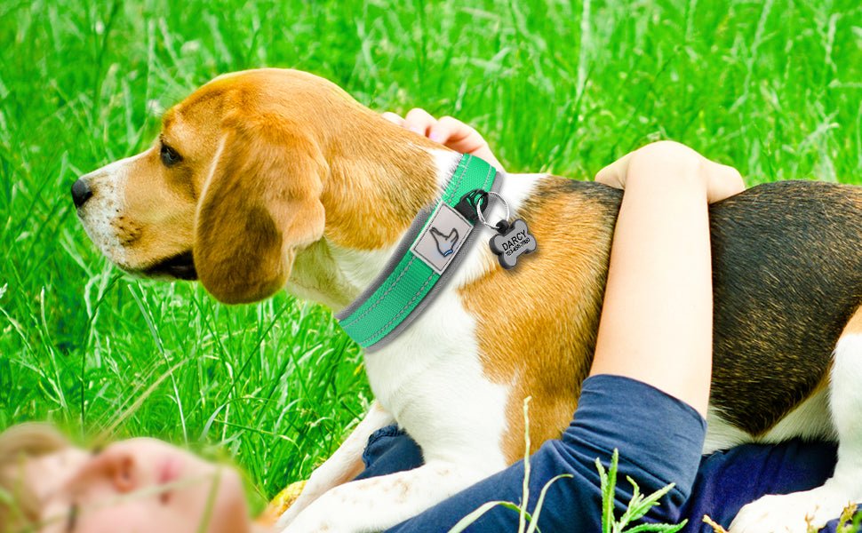collier chien nylon rembourré néoprène médaille