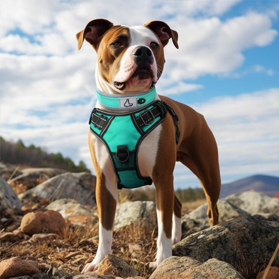 collier chien nylon rembourré néoprène vert