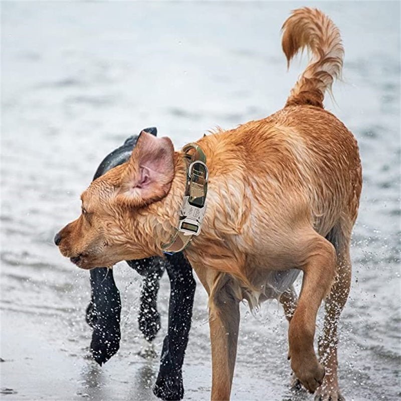 collier et lisse tactique labrador