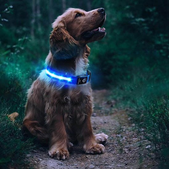 collier GPS AIR TAG lumineux - Pro - canin.com