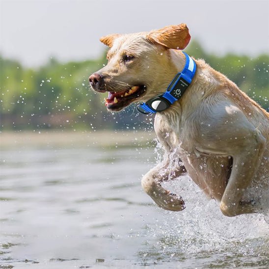collier GPS AIR TAG lumineux - Pro - canin.com