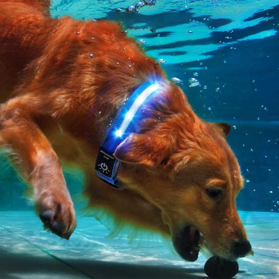 collier GPS AIR TAG lumineux - Pro - canin.com