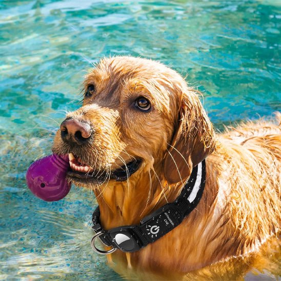 collier GPS AIR TAG lumineux - Pro - canin.com