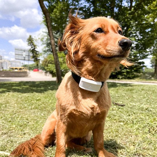 Collier GPS Chien parc