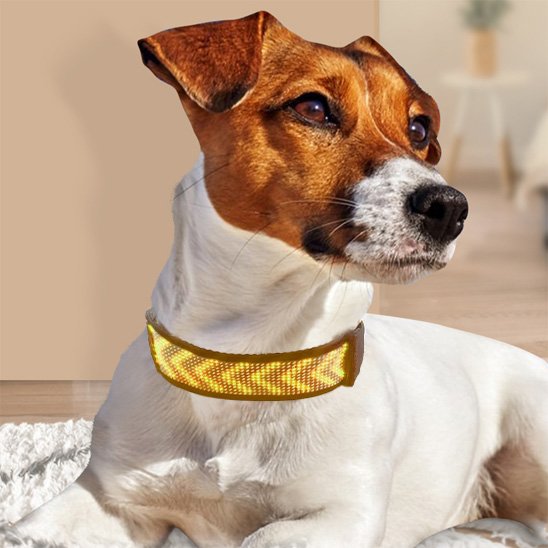 Collier lumineux chien jaune