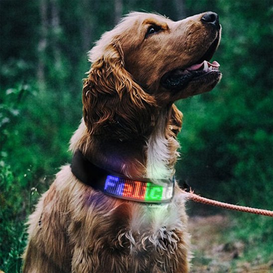 Collier lumineux chien multi colores