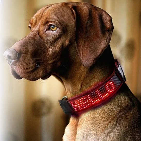 Collier lumineux chien programmable 