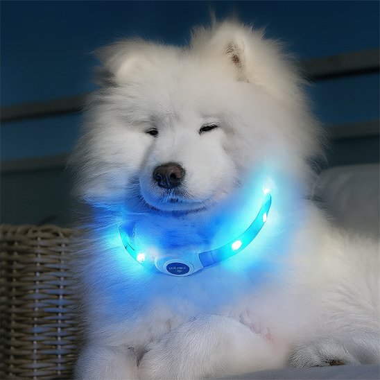 Collier lumineux chien pvc bleu
