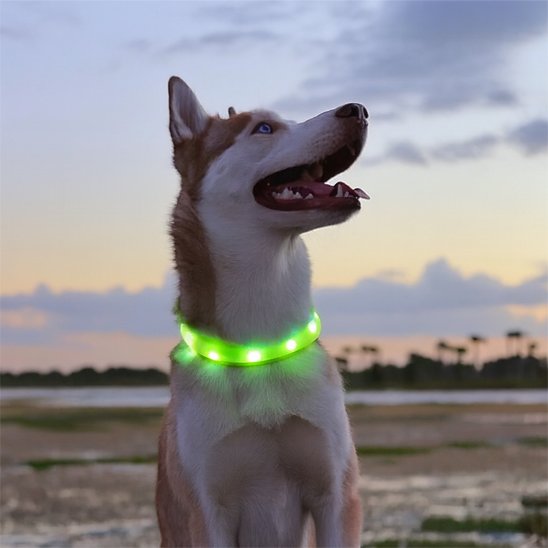 Collier lumineux chien pvc vert