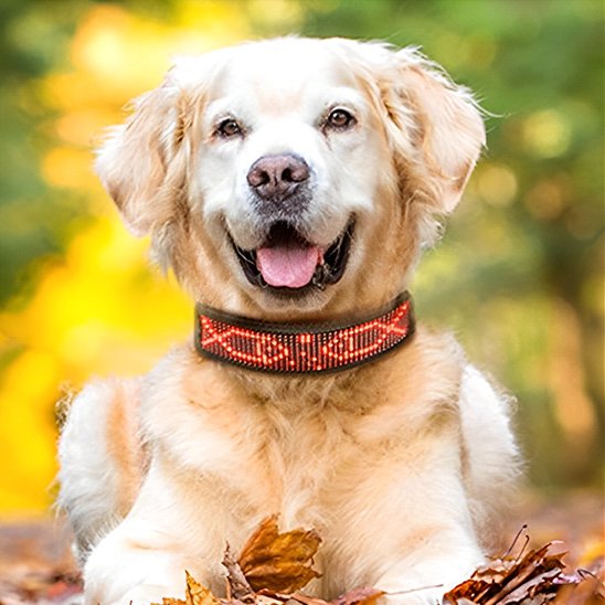 Collier lumineux chien rouge 