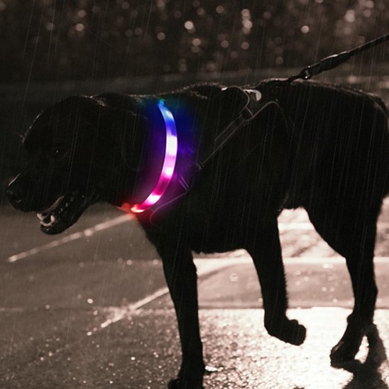 Collier pour chien avec labrador noir