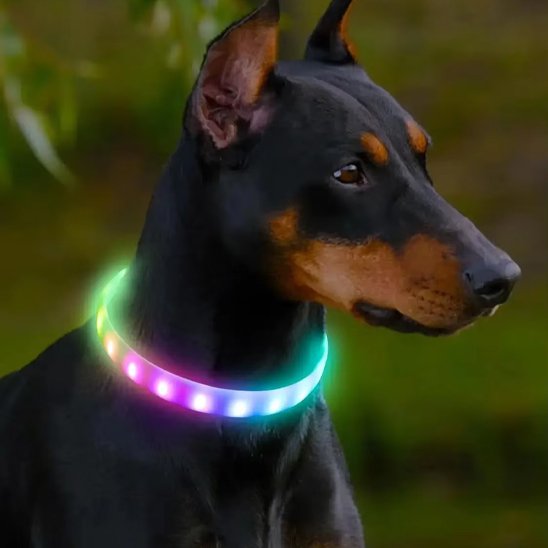 Collier pour chien doberman