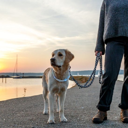Collier pour chien plage et labrador blond