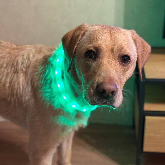 Collier pour chien porté par un labrador