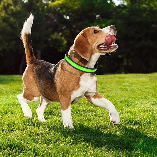 Colliers lumineux pour chiens beagle dans le parc