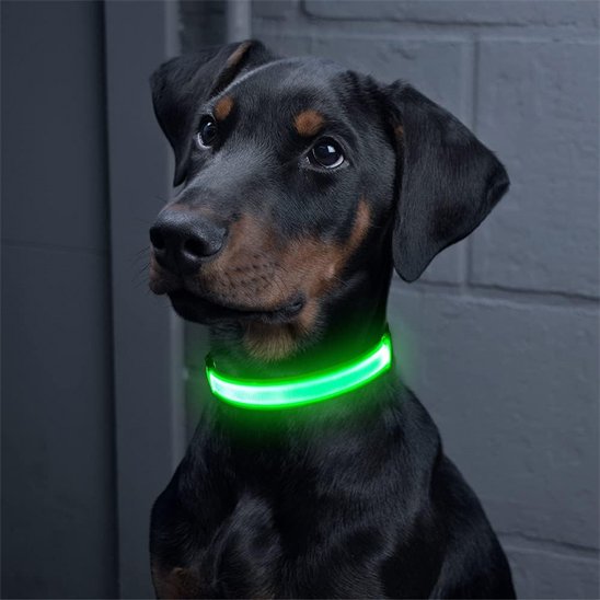 Colliers lumineux pour chiens pincher noir